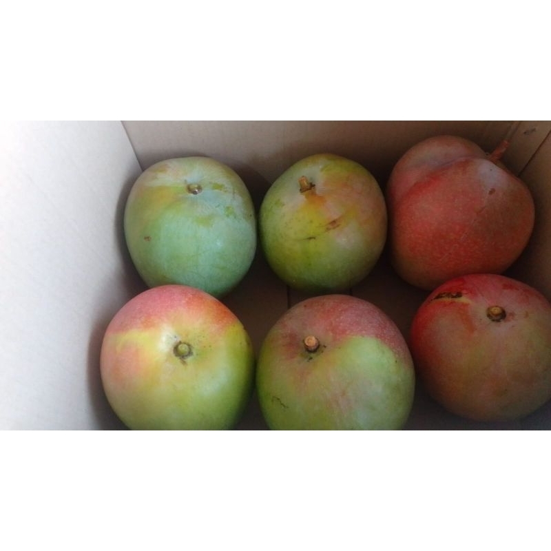 

Mangga Agrimania Indramayu