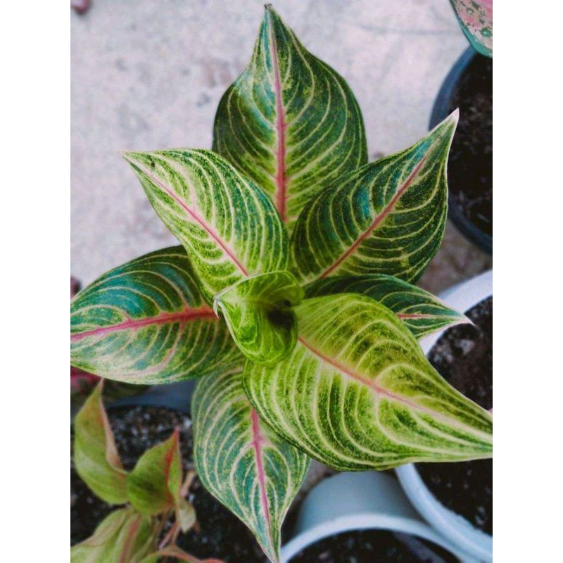 aglonema caribian/tanaman hias caribian