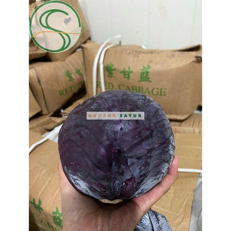 

Koll Merah import l Koll Ungu Import l Red Cabbage l Kubis Ungu
