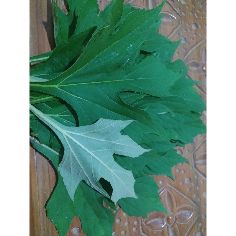 

Si Pahit Daun Insulin Segar per 25 Lembar