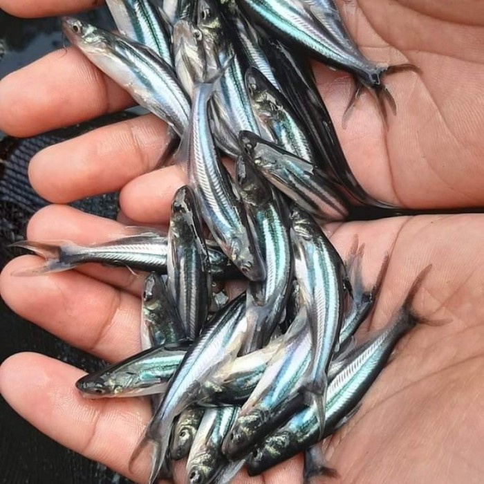 bibit/benih ikan patin uk 5-7cm per ekor