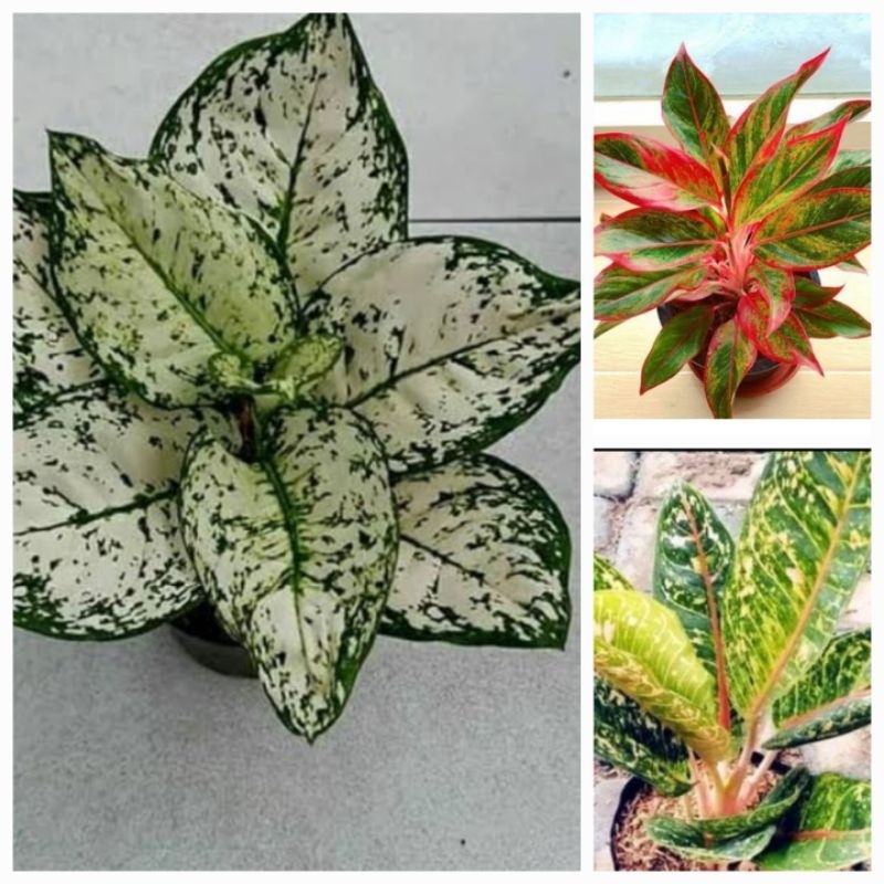 paket aglonema remaja