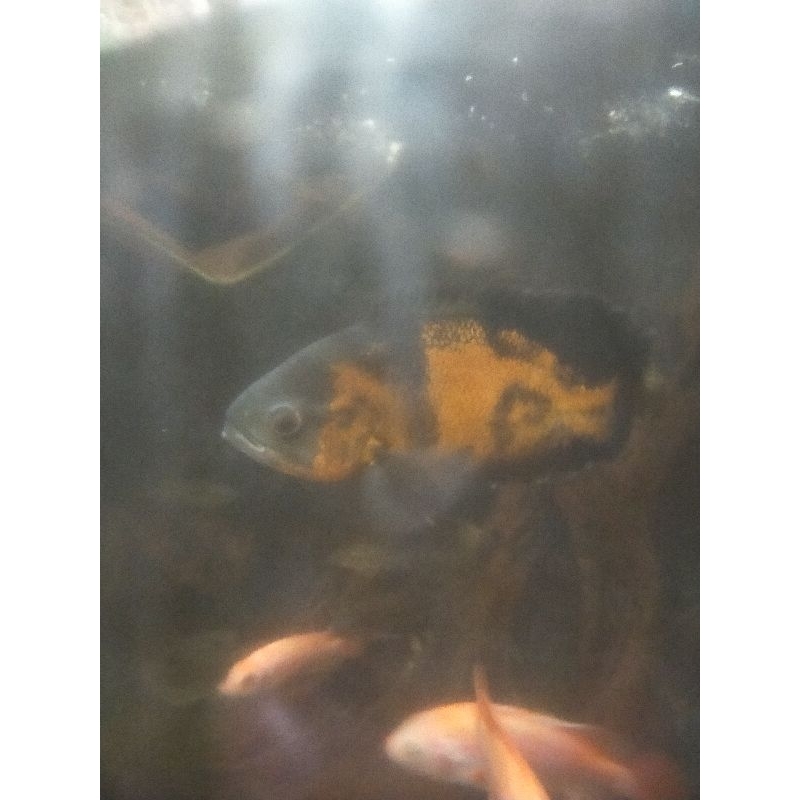 Oscar tiger batik jumbo 6-7 jari Oscar tiger batik jumbo 25-28cm Oscar tiger jumbo 25-28cm