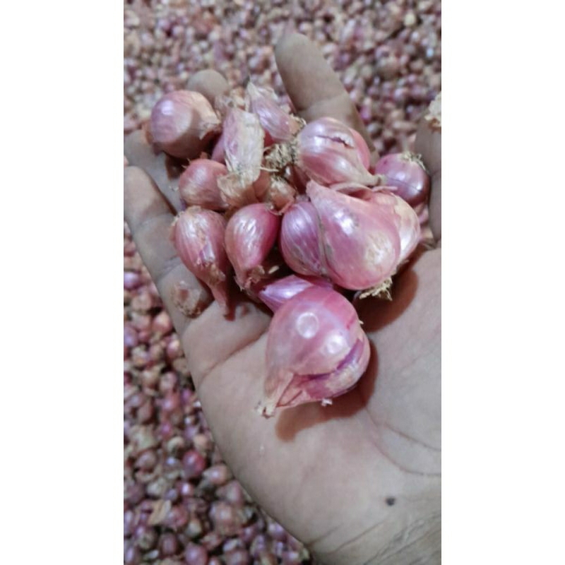 

bawang merah murah 1/2kg