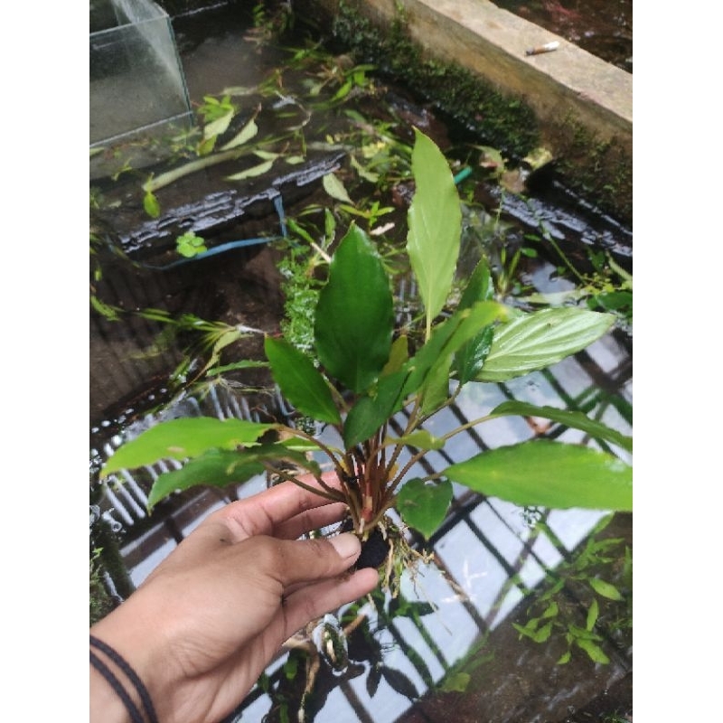 Wabikusa anubias sp hiasan aquarium
