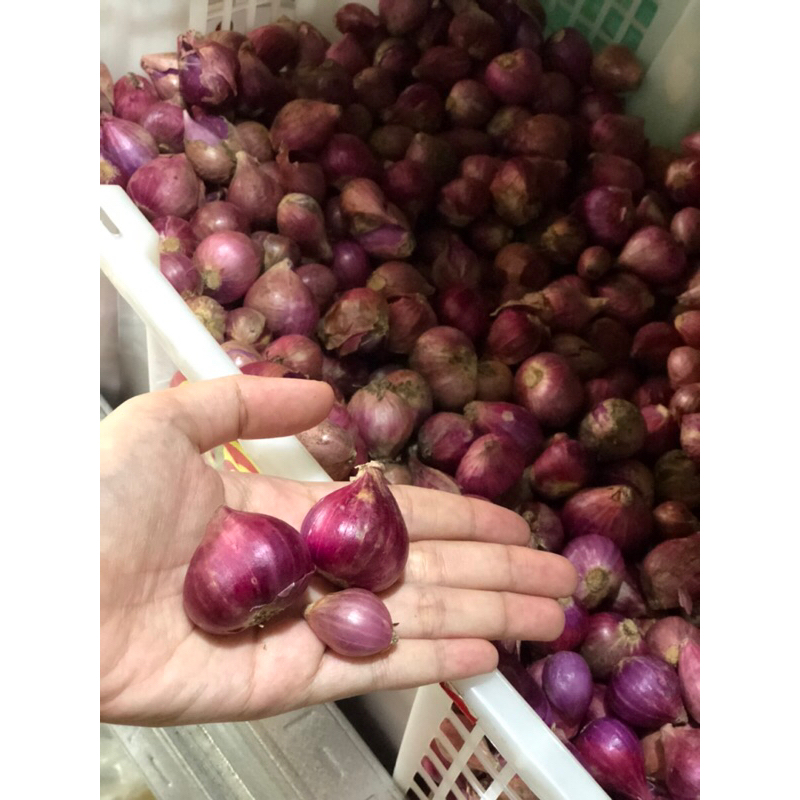 

Bawang Merah Brebes Super