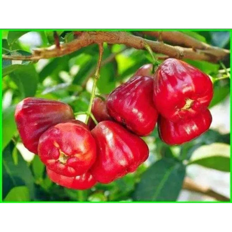 bibit jambu air cincalo merah