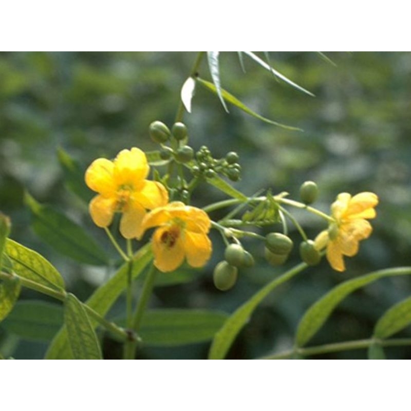 

senna alexandriana