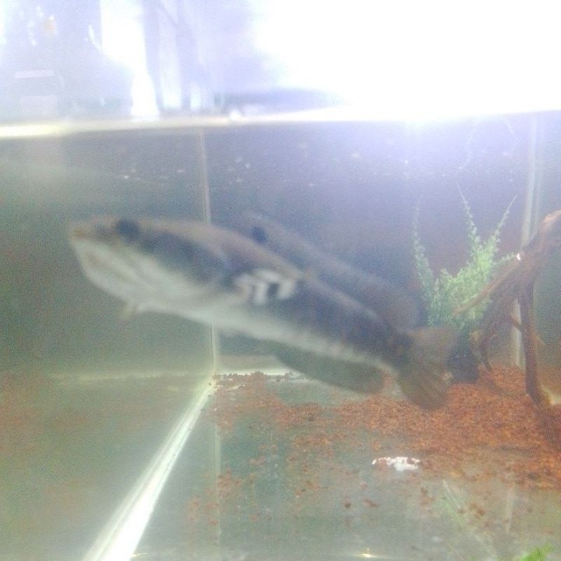 

ikan Cana pulcera felering