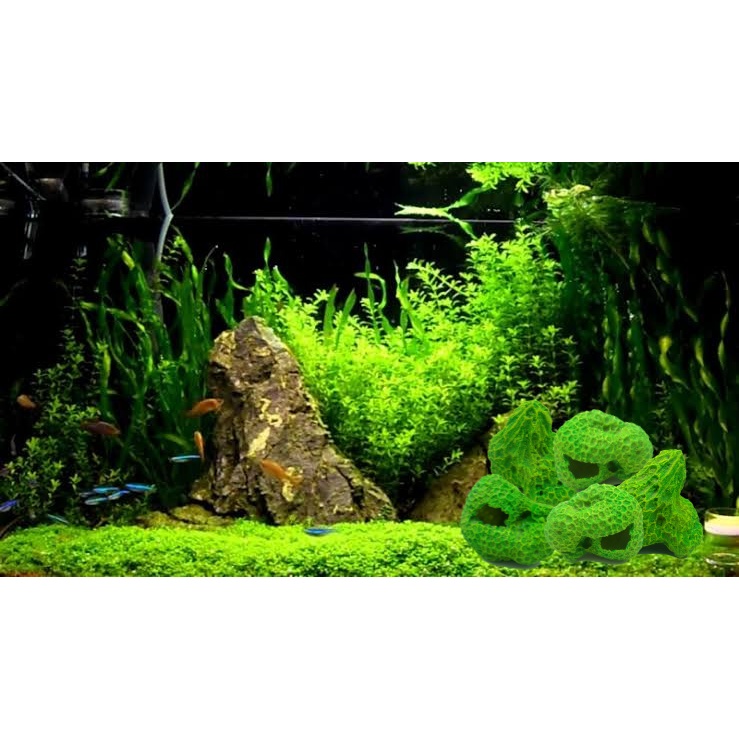 batu karang ijo, batu karang hijau, watu karang, batu karang, batu karang laut, batu karang aquarium