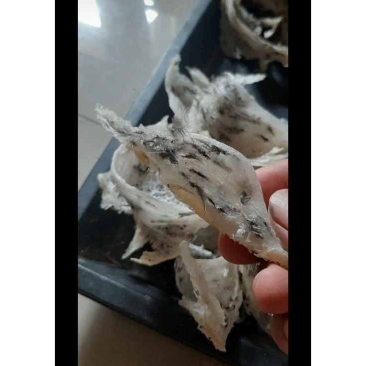 

[KODE FIHTO] Sarang Walet patahan besar (kotor harga per gram)