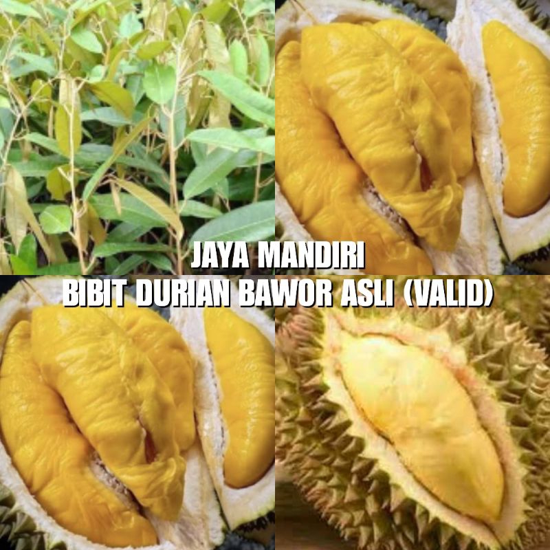 BIBIT DURIAN BAWOR SUPER