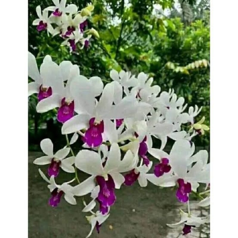 dendrobium mesangnil