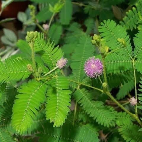 Daun putri malu segar 250gram