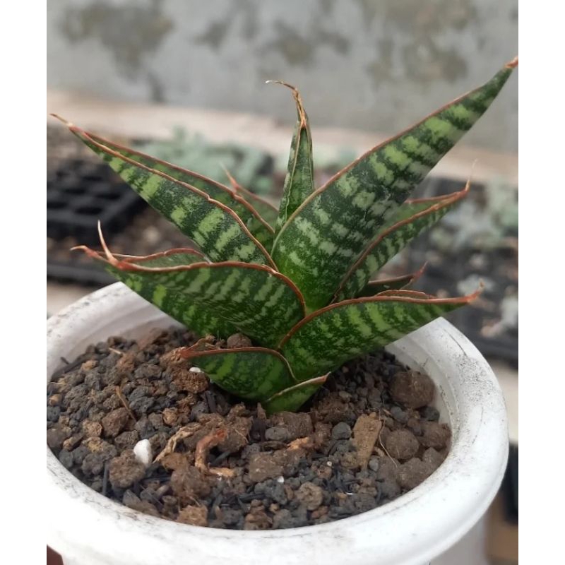 sansivera cordova x downsi /tanaman hias kaktus