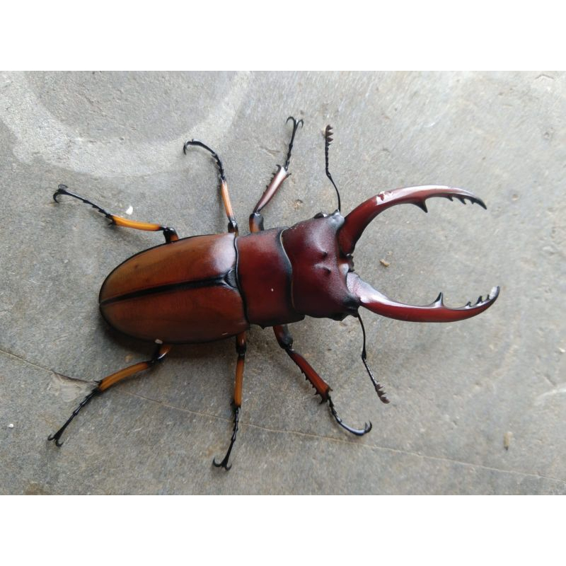 Kumbang capit/stag beetle/cyclommatus astacoides