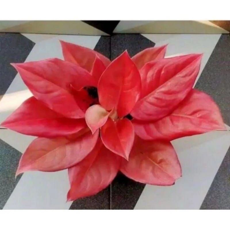big sale promo Aglonema nezkia bibit siap tumbuh
