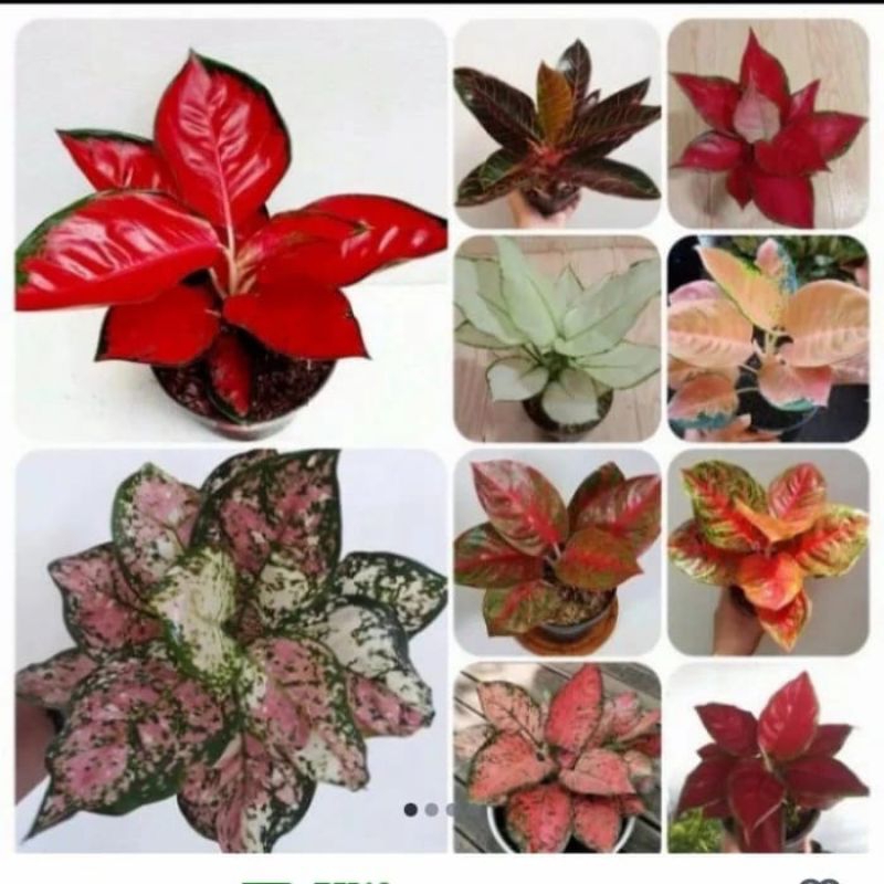 big sale promo paketan  10 Aglonema bibit siap tumbuh