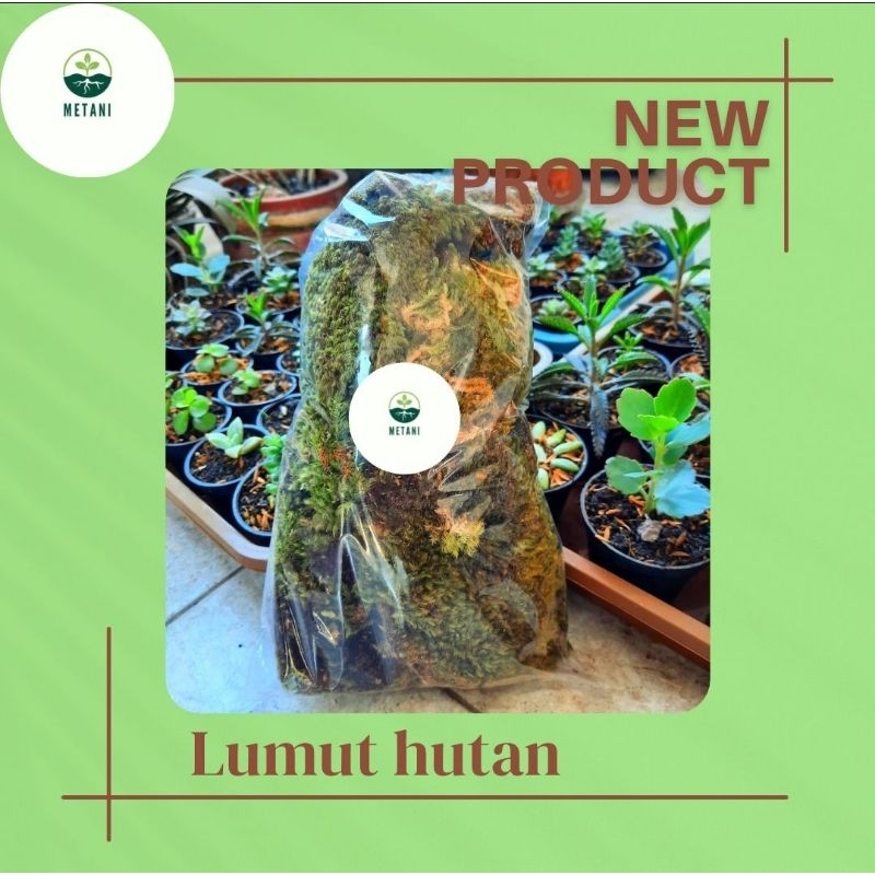 Lumut Hutan / Lumut Pinus