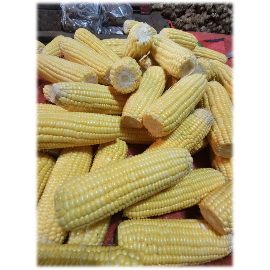 

Jagung Satuan Berat 200 - 250gr