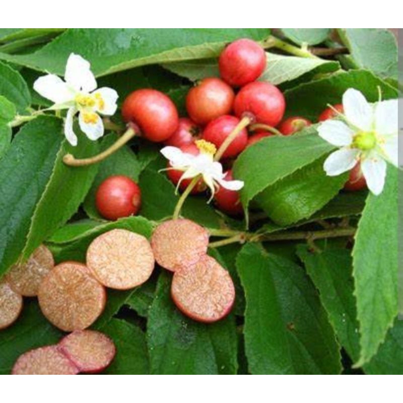 

Daun Kersen Segar / Herbal / Obat Tradisional Fresh