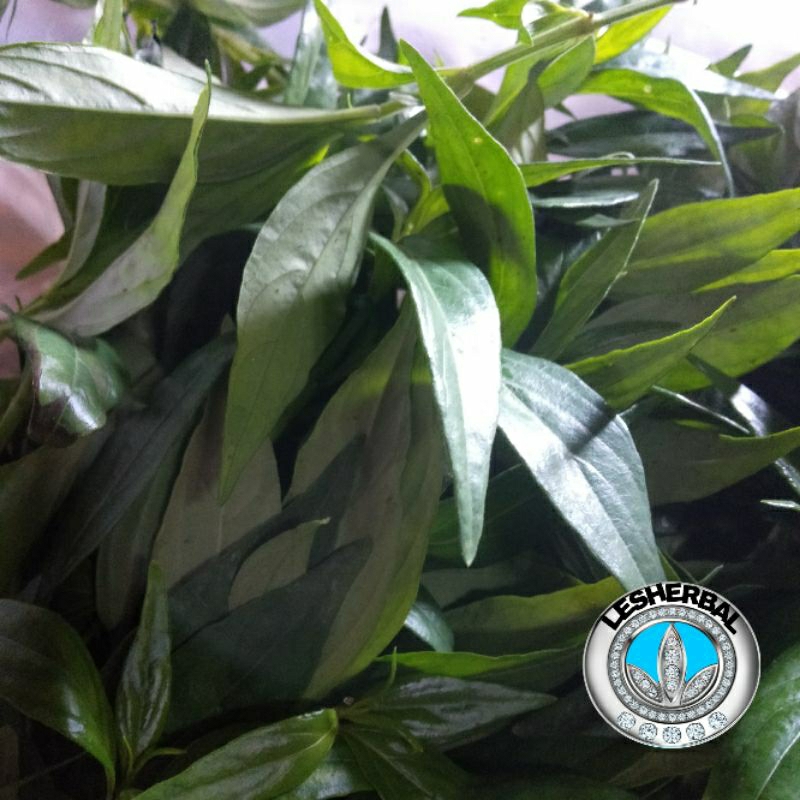 daun samiloto/sambiloto segar 300gram