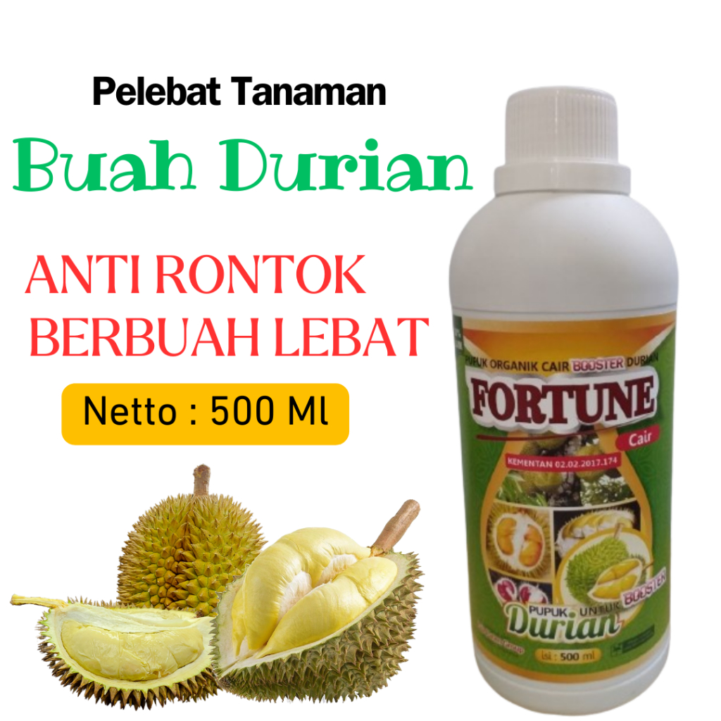 Booster durian pemicu buah durian, Fortune bibit durian montong siap berbunga