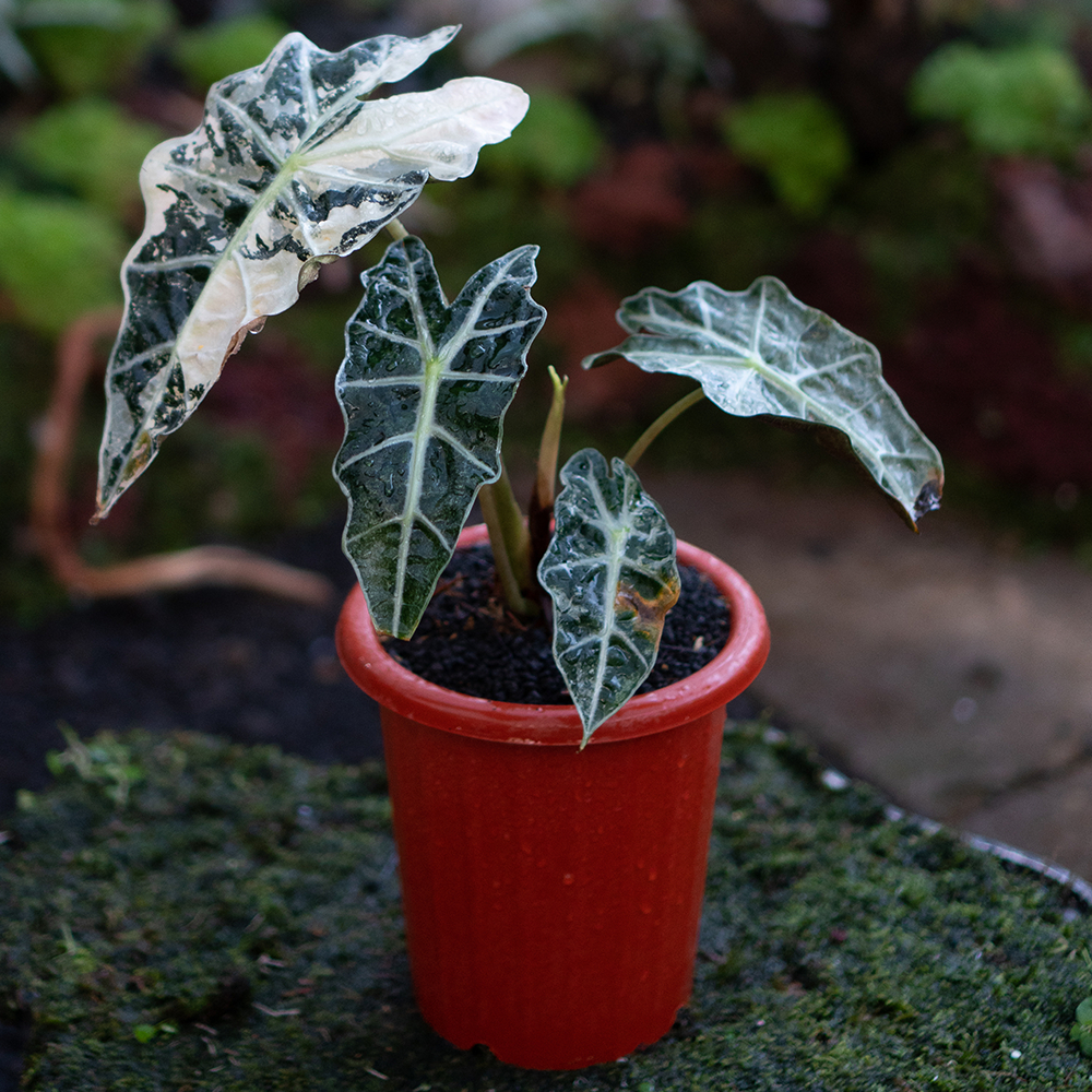 ALOCASIA AMAZONICA VARIGATED
