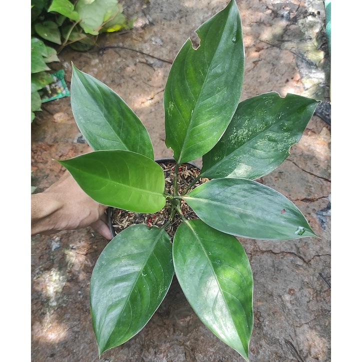 Tanaman hias aglonema siam jade hijau dari trah variegata - aglaonema siam jade - aglonema siamjade 