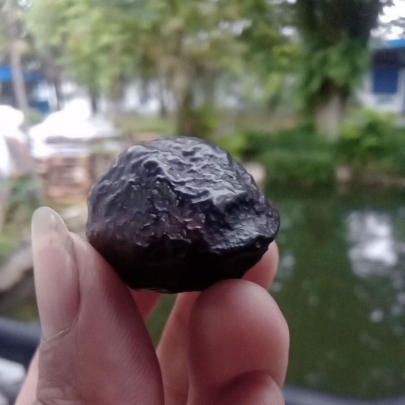 muncang adu jayanti rb raja batok