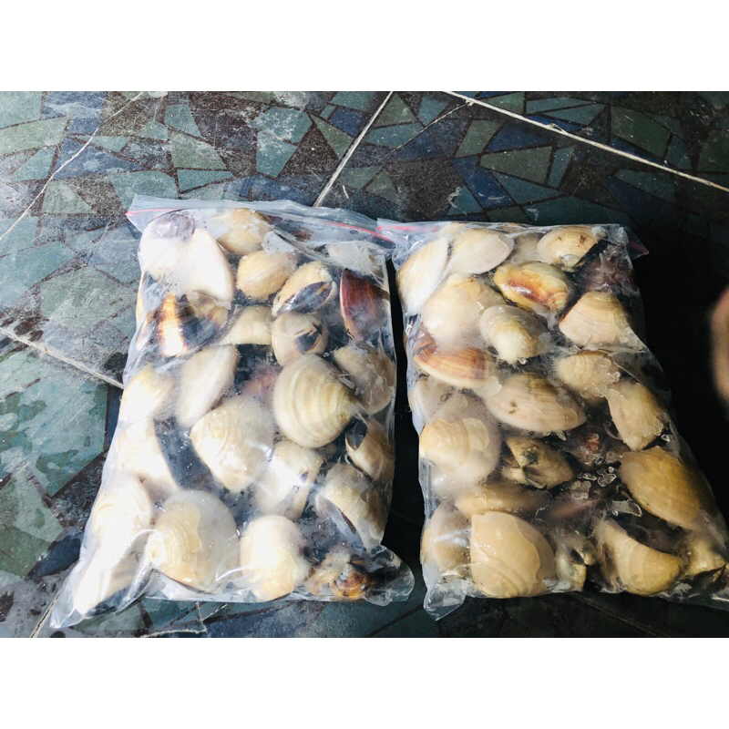 

Kerang Tahu 1Kg Fresh Frozen (KHUSUS SURABAYA)