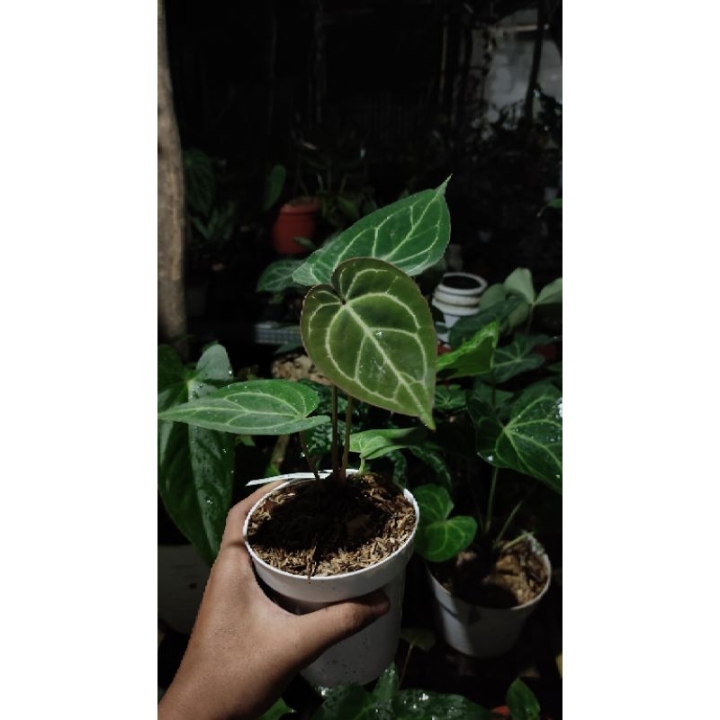 anthurium hu x dreslery