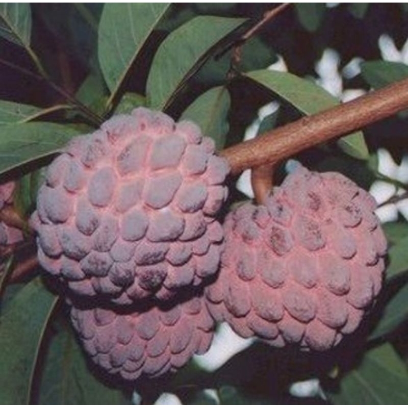 Srikaya Merah / Sirsak Merah Gampang Berbuah