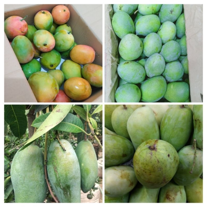 

Mangga Harumanis | Indramayu | Gedong Gincu | Mangga Simadu Manalagi | Mangga Kyojay Thai Mango 1 kg