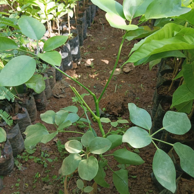 Bibit Tanaman Tlogosari Pembawa Rezeki Primbon Jawa Kuno