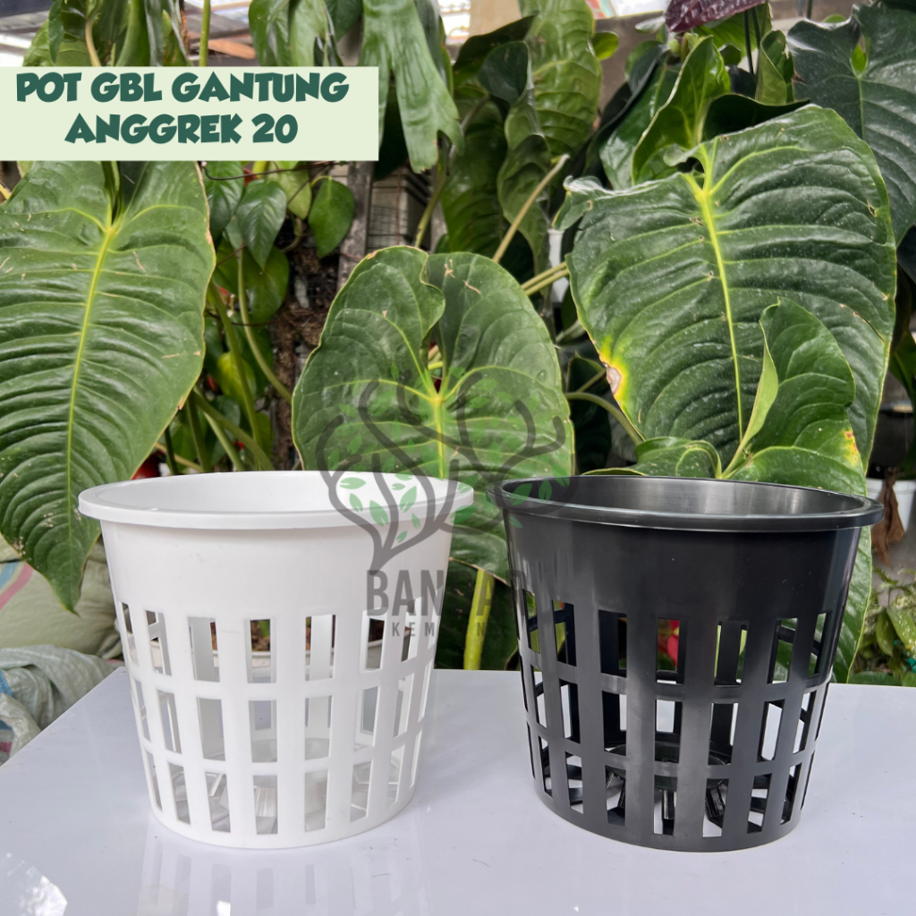 Pot Anggrek Ukuran 20 GBL Anggrek Pot Anggrek Dendrobium Vanda Pot Anggrek Besar