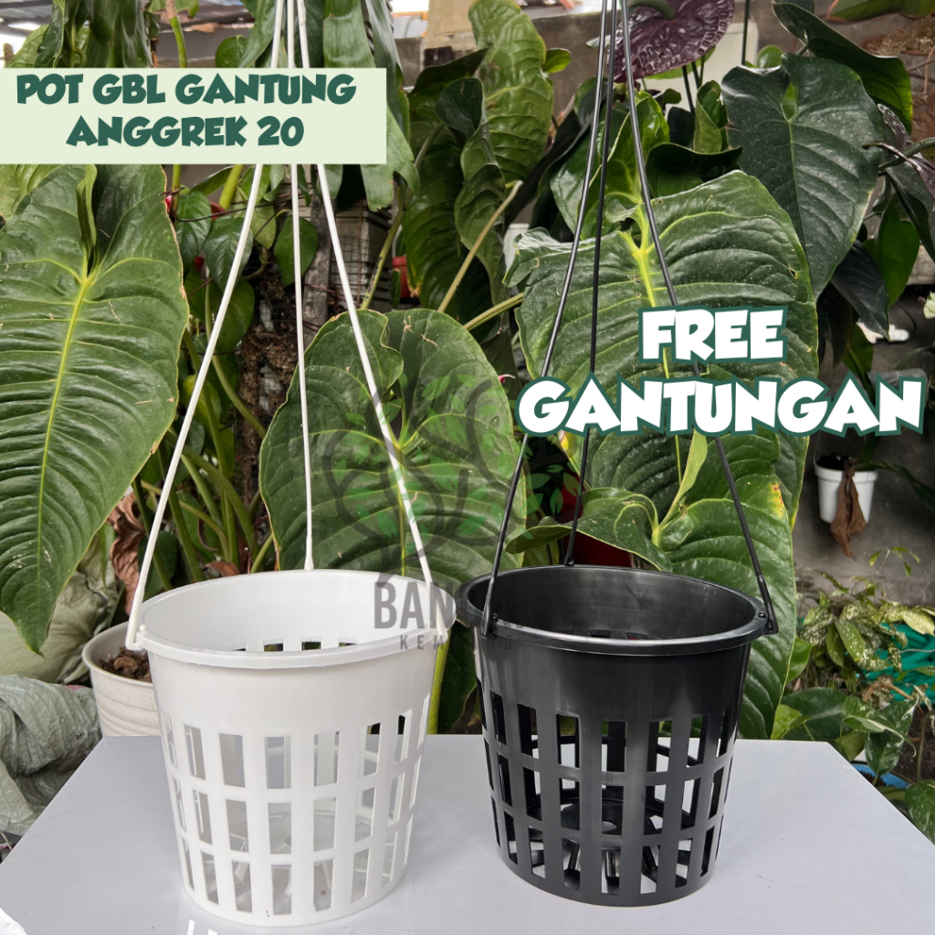 Pot GBL Anggrek Vanda 20 Jumbo (Free Gantungan) Ukuran 20 Pot Anggrek Vanda Dendrobium Besar