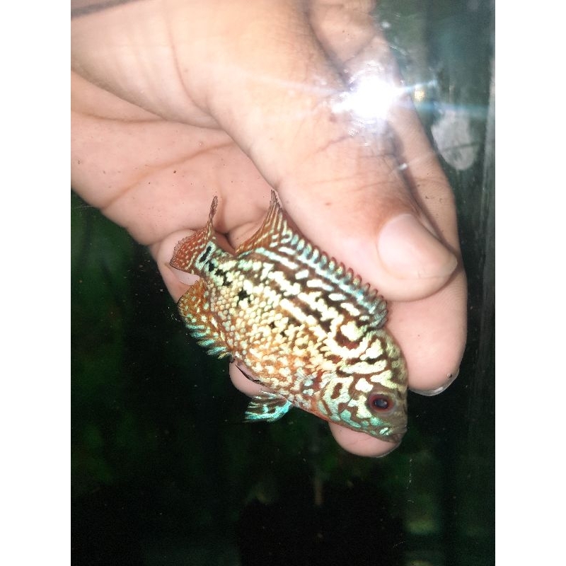 kamfa f2 original thailand