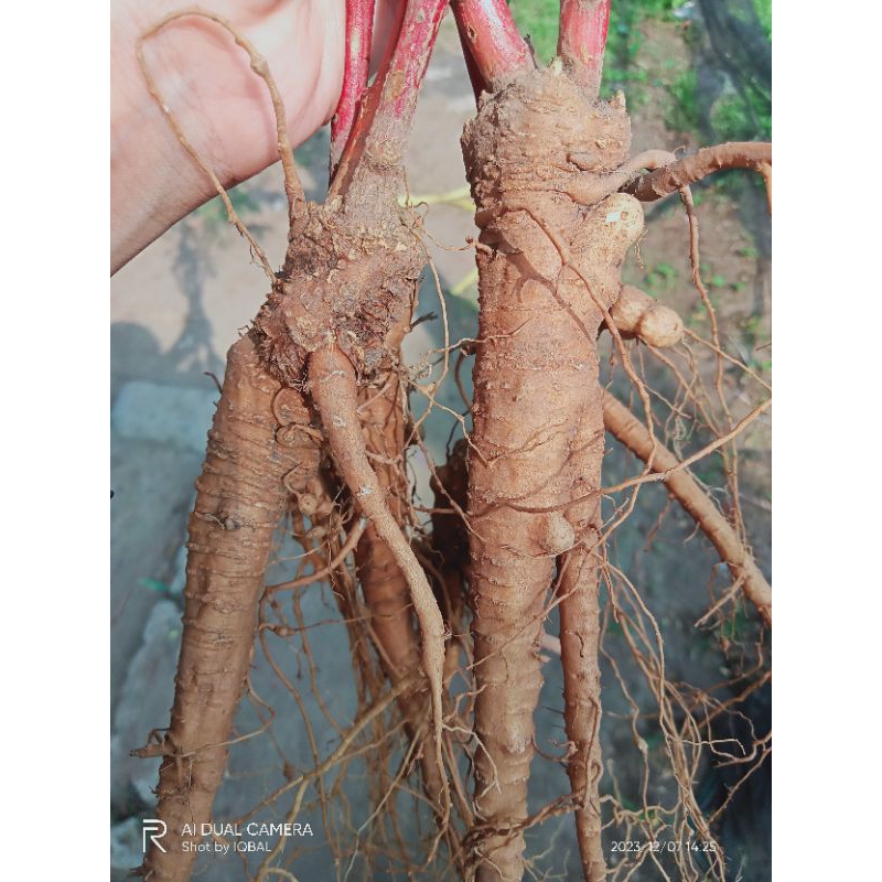 akar ginseng merah Korea, akar ginseng, ginseng merah, ginseng Korea, GINSENG, akar ginseng merah Ko