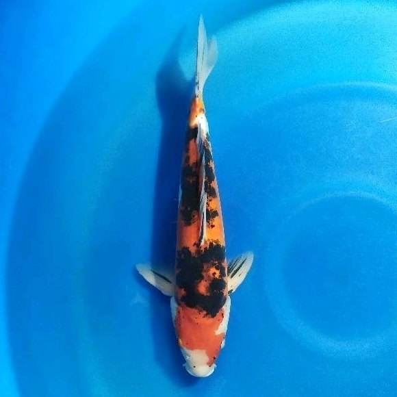 Ikan Koi Showa Doitsu non Serti36cm