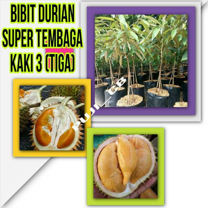 BIBIT DURIAN SUPER TEMBAGA KAKI 3(TIGA)