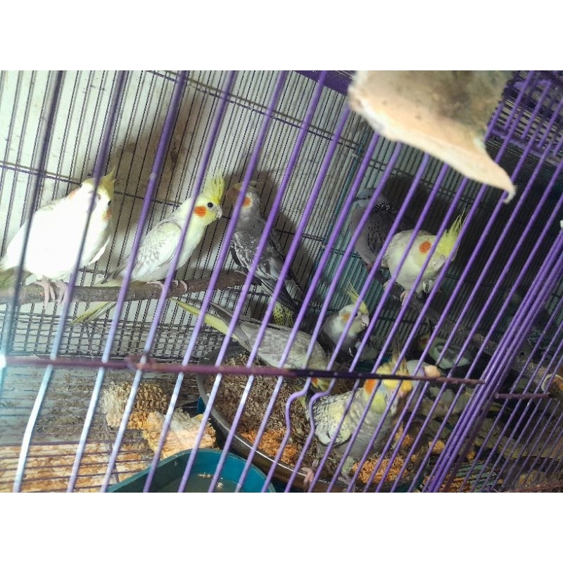 Falk/parkit australia