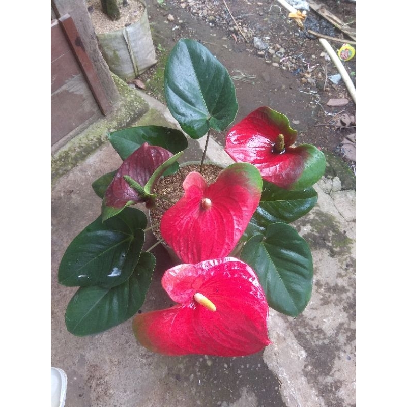 tanaman anthurium presiden