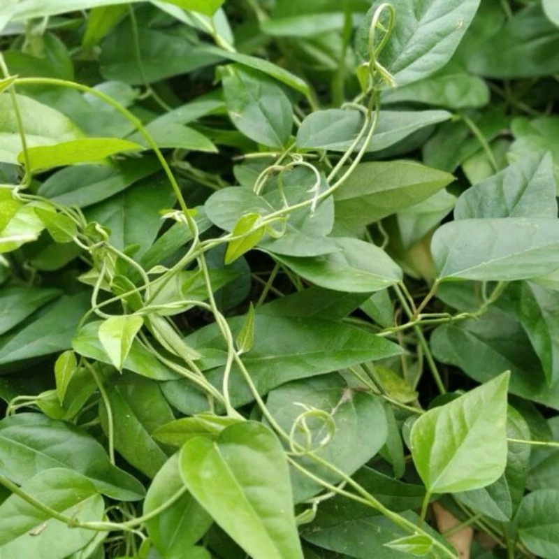 

daun cicau hijau rambat 200gr pesticide free segar alami