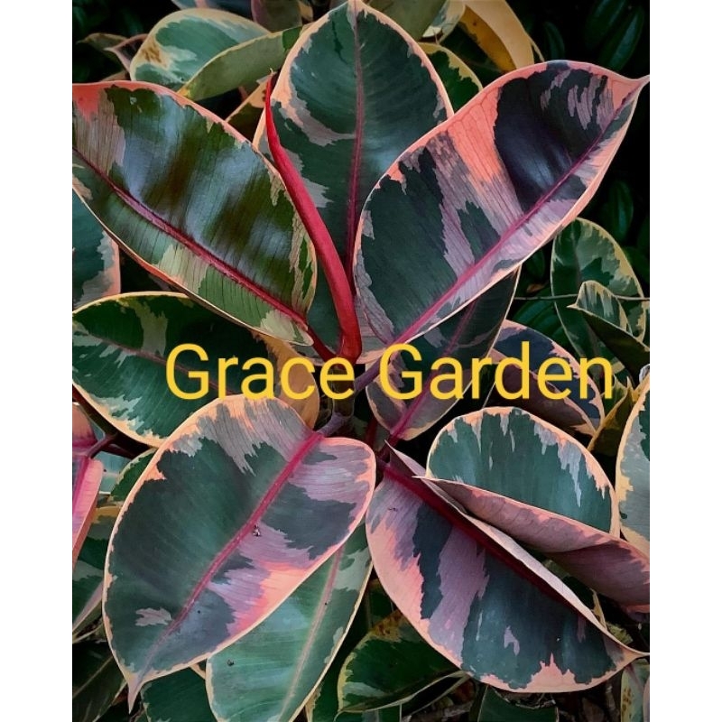 Ficus Elastica Ruby - karet kebo varigata ruby