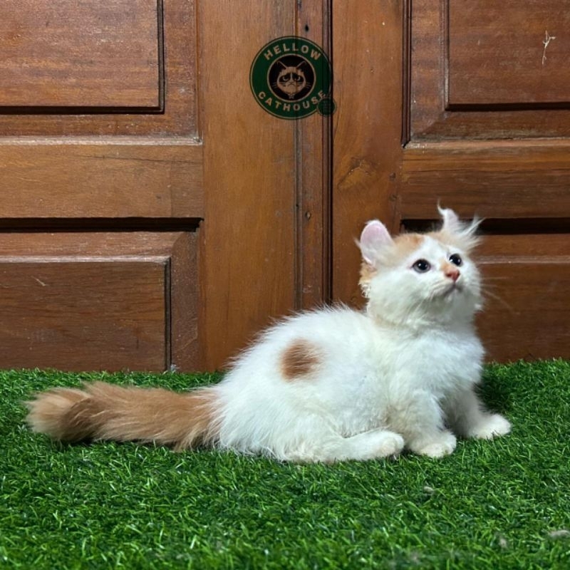 kucing kitten munchkin kinkalow jantan