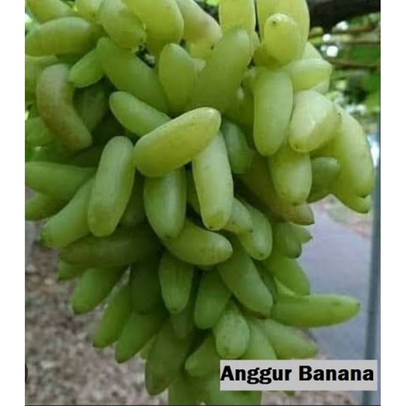 

Bibit Anggur Banana ( hasil graftting)