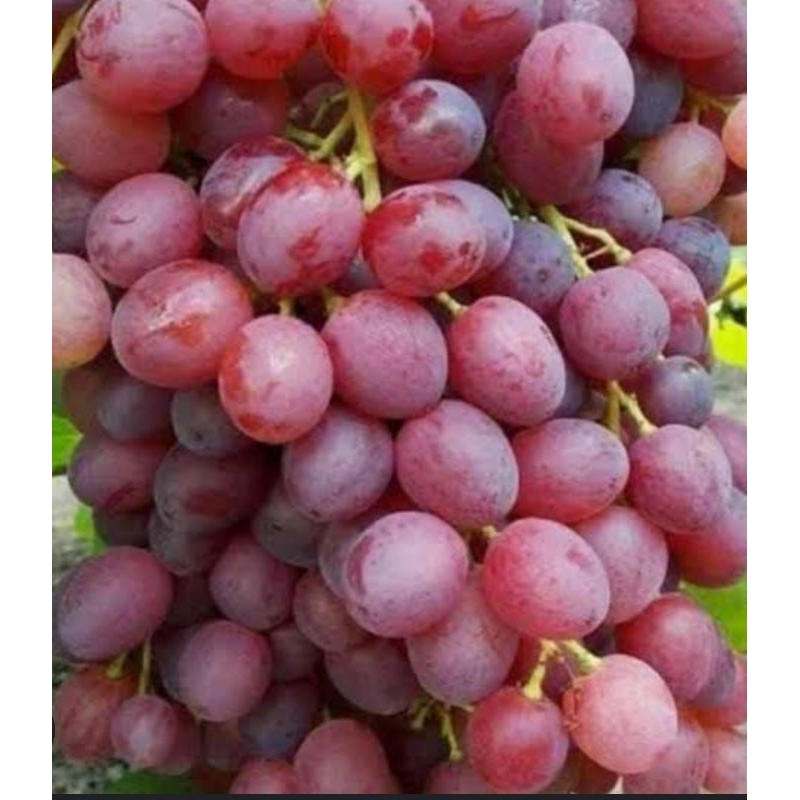 

Bibit Anggur Ninel ( hasil graftting)