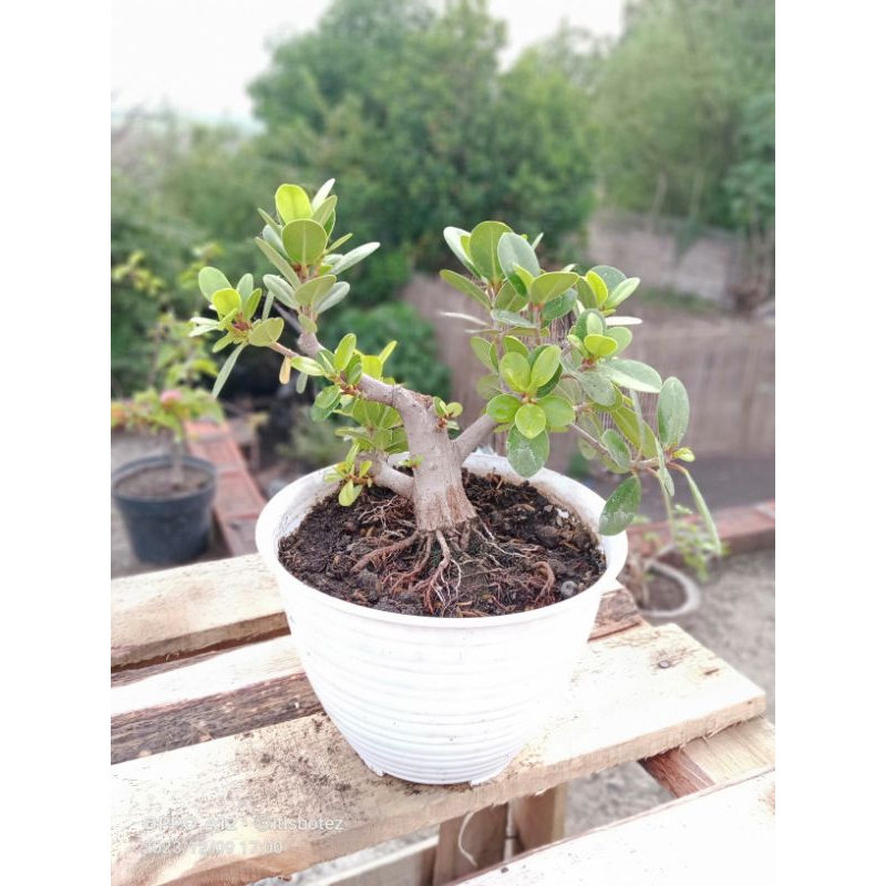 bonsai beringin dolar mame program akar