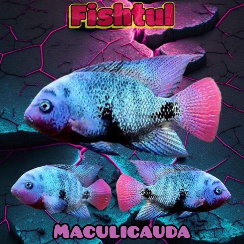 Cichlid Vieja Maculicauda